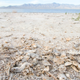 Image for article titled Add Screwed-Up Fish Skeletons to the List of Possible Climate Change Horrors